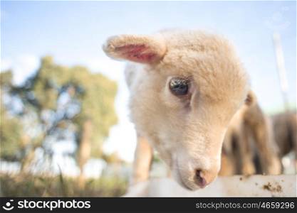 A close up portrait of a cute little lamb feeding from a white bucket.