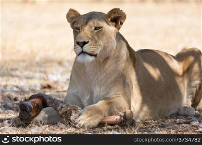 A close-up shot of a lioness eating the leftover of a previous kill