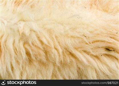 A close-up shot of a stained wool.