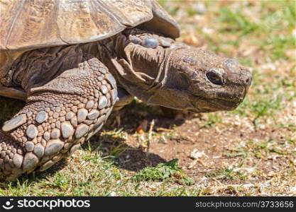 A close-up shot of a Sulcata tortoise sticking its head out