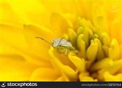 A close up shot of a tiny insect hiding behind the petals of a yellow flower