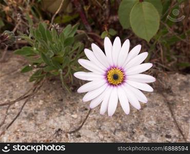 a close up shot of a white purple and orange flower its petals at full span and spread out in front of the camera looking clear and crisp and sharp with detail and in focus macro of garden in spring
