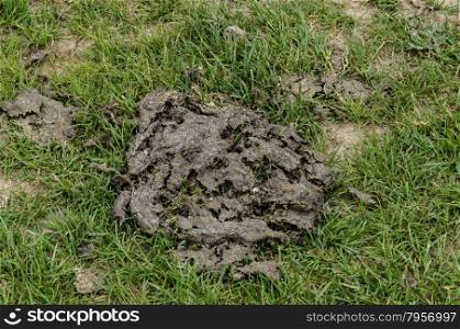 A close up shot of dry cow manure