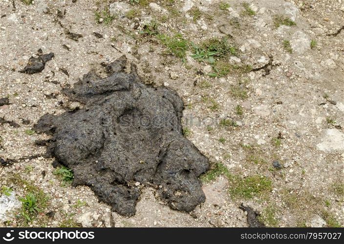 A close up shot of dry cow manure