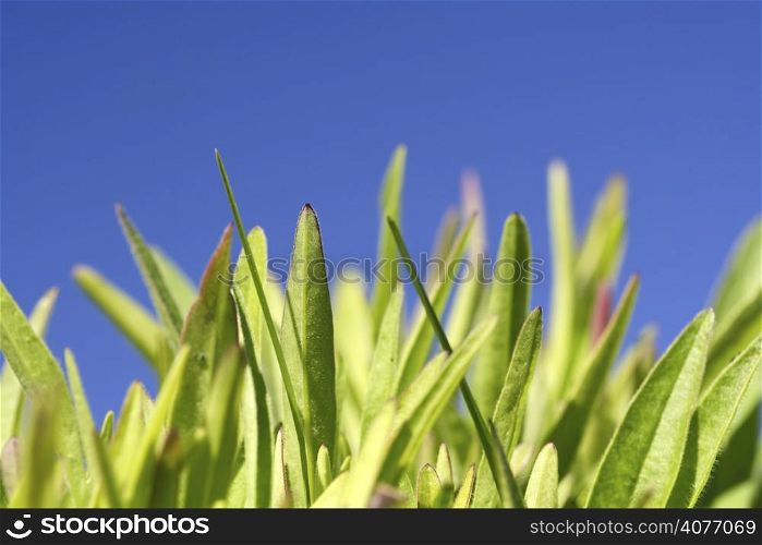 A close up shot of grass on a blue background