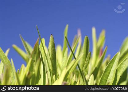 A close up shot of grass on a blue background
