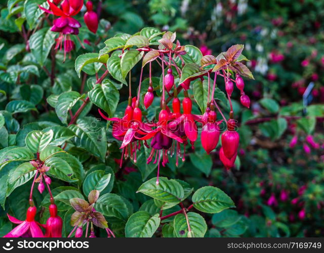 A close-up shot of red Fuschia blossoms.