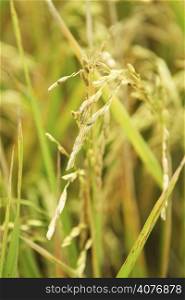 A close up shot of rice field crop (shallow DOF)