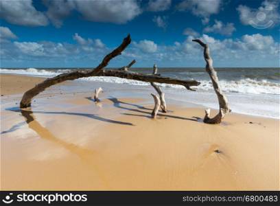 A close up view of a tree sinking into the sand at Southwold, Suffolk