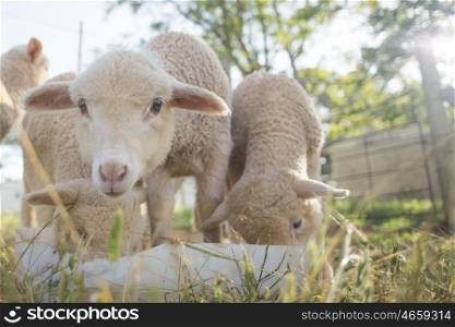 A close up view of baby sheep as they feed from a white plastic bucket.