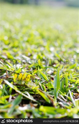 a close up view of grass, for concepts background