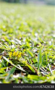 a close up view of grass, for concepts background