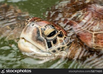 A close up view of the head and face of a Green Sea Turtle in a sanctuary at Zanzibar.