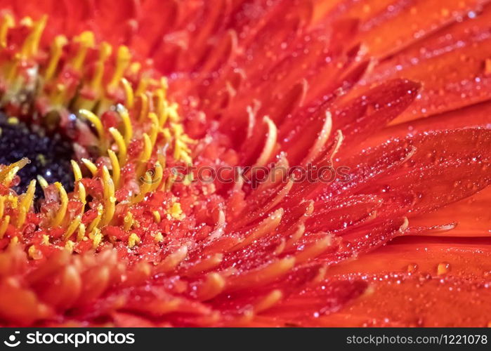 A close view of a beautiful red gerbera flower with water drops. Nature background