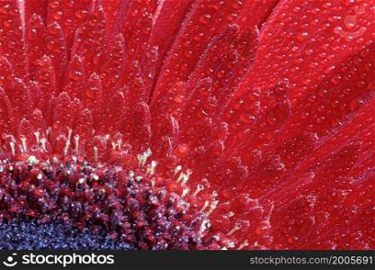 A close view of a beautiful red gerbera flower with water drops. Nature background
