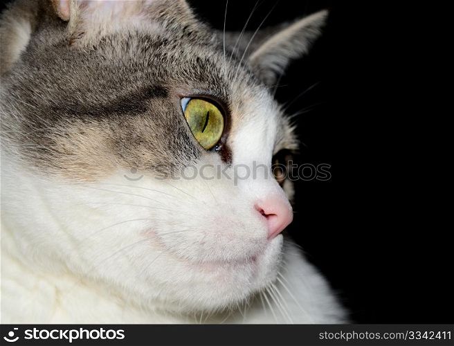 A closeup head shot of a domestic house cat.