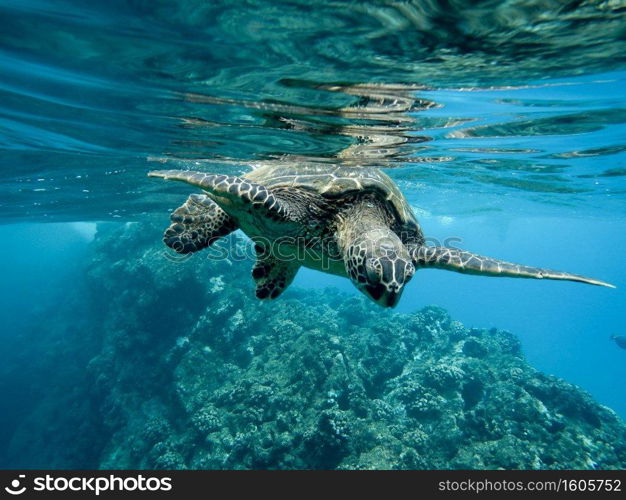 A closeup of a green sea turtle swimming underwater under the lights - cool for nature concepts. Closeup of a green sea turtle swimming underwater under the lights - cool for nature concepts