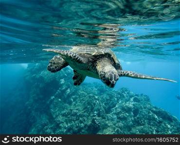 A closeup of a green sea turtle swimming underwater under the lights - cool for nature concepts. Closeup of a green sea turtle swimming underwater under the lights - cool for nature concepts