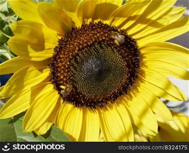 A closeup of a sunflower with a bee pollinator’s legs covered with pollen