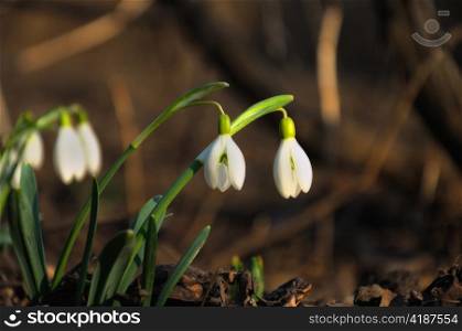 A closeup of fresh snowdrops in early spring