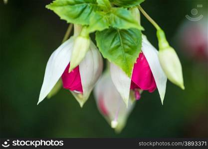 A closeup or macro image of a pair of Fuchsia Flower