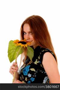 A closeup portrait picture of a pretty woman with brunette hair, holdinga single sunflower to her nose, isolated for white background.