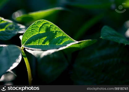 A closeup shot of a bean leaf glowing in the light of a summer morning.. Glowing Bean Leaf Closeup