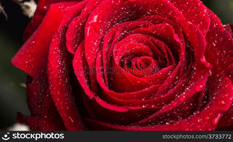 A closeup shot of a beautiful red rose with sparkling water dew