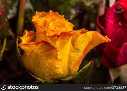 A closeup shot of a beautiful yellow and red colored rose