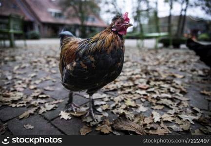 a closeup shot of a chicken in autumn on a farm