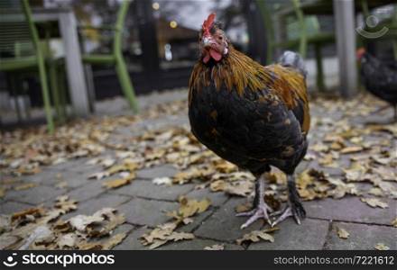 a closeup shot of a cock rooster in autumn