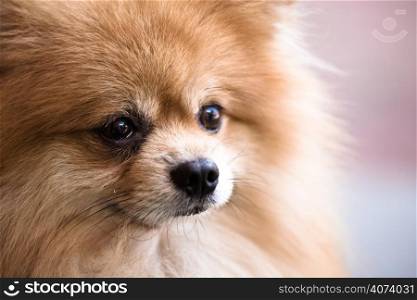A closeup shot of a cute pomeranian dog