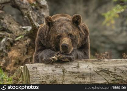 A closeup shot of a grizzly bear laying on a tree