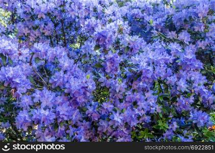 A closeup shot of a large Azalea bush with brilliant blue blossoms.