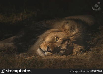 A closeup shot of a lion laying on a dry grassy field while looking towards the camera with a blurred background. Closeup shot of a lion laying on a dry grassy field while looking towards the camera