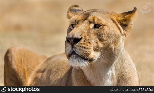 A closeup shot of a lioness at a National park in South Africa