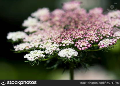 A closeup shot of a pink and white Queen Ann’s Lace flower blooming in a summer garden.. Pink Queen Ann’s Lace Macro