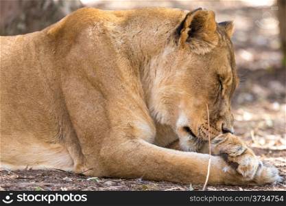 A closeup shot of a sleepy lioness at a National park in South Africa