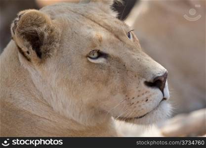 A closeup shot of a young white lion indigenous to South Africa