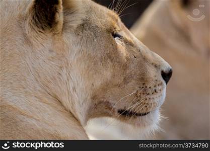 A closeup shot of a young white lion indigenous to South Africa