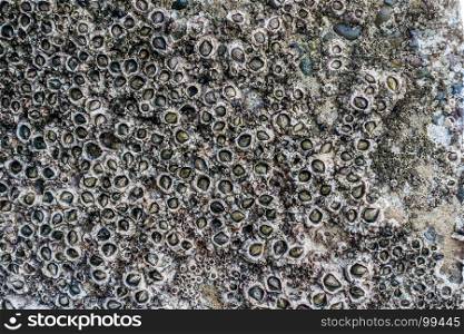 A closeup shot of barnacles on a seawall.