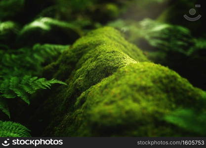 A closeup shot of moss and plants growing on a tree branch in the forest. Closeup shot of moss and plants growing on a tree branch in the forest