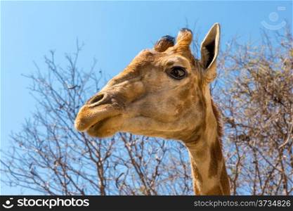 A closeup shot of the head of young giraffe