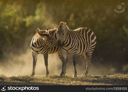 A closeup shot of two zebras cuddling with a blurred background. Closeup shot of two zebras cuddling with a blurred background