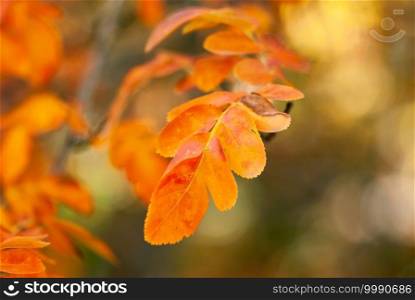 A closeup shot of vibrant orange leaves in fall.. Orange Leaves Closeup