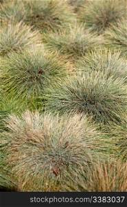 A clumped grass background texture