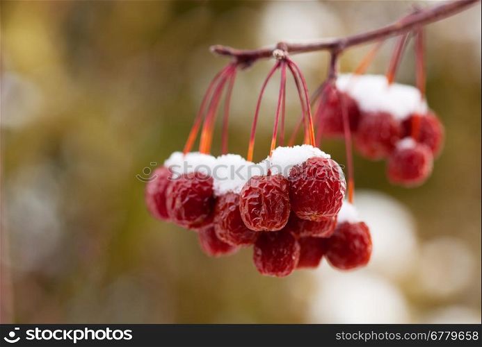 A cluster of dried up crab apples covered with snow. Macro with shallow depth of field.