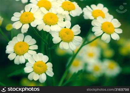 A Cluster of Feverfew Blossoms