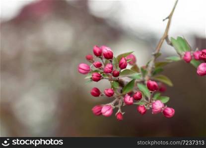 A cluster of pink apple buds grow on a branch in spring.. Cluster of Pink Apple Buds