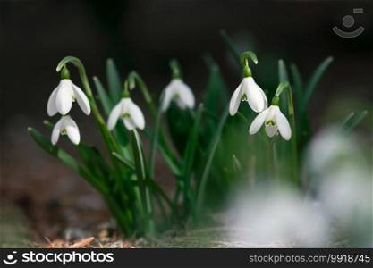 A cluster of snowdrop flowers bloom on the forests floor in early spring.. White Snowdrop Flowers